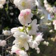 仕事の前に桜の散策です。