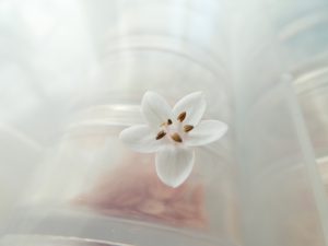白い小さな5枚花びらのお花です。