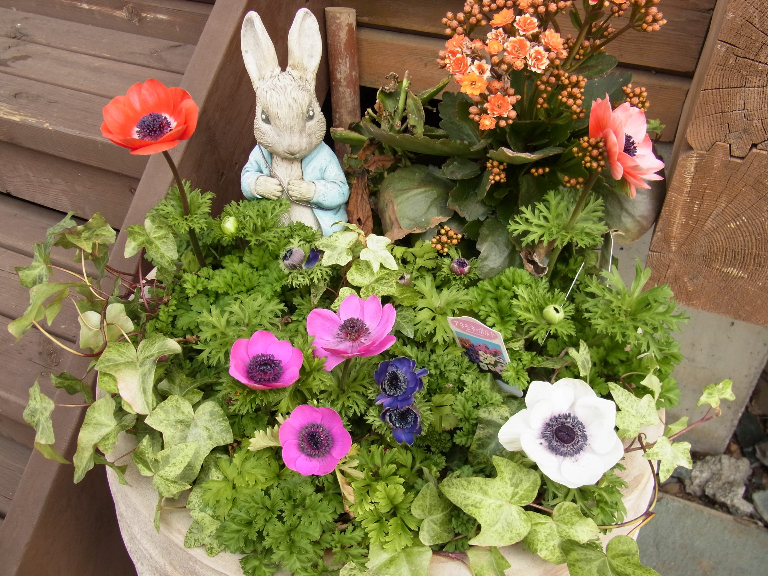 ウサギとお花の寄せ植えが、入リ口でお出迎えです。